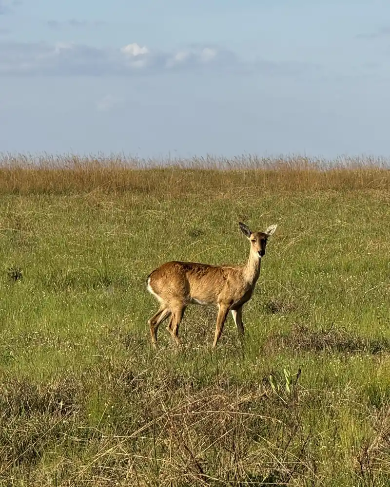 veado-campeiro no campo de altitude